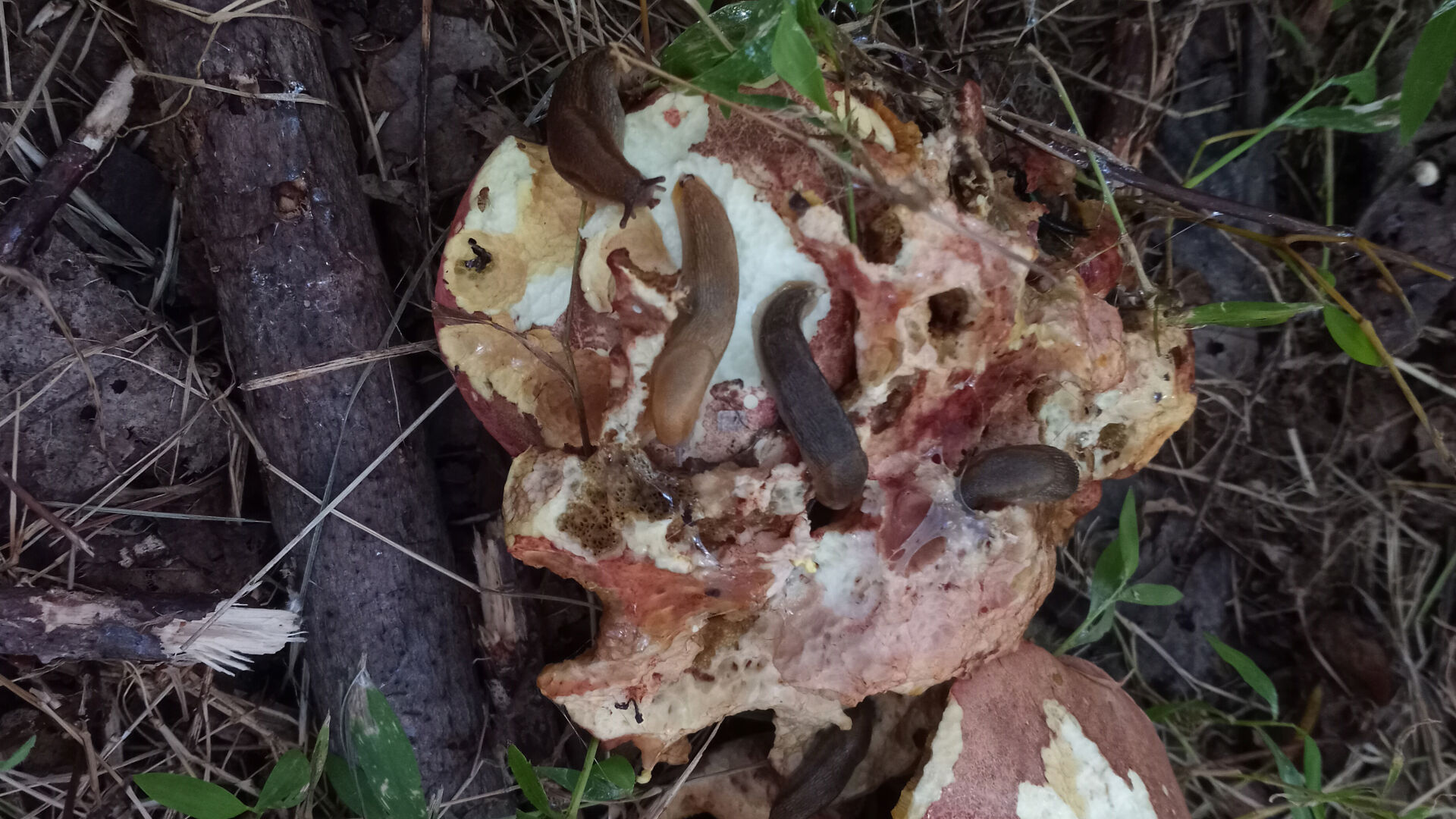 bolete with slugs